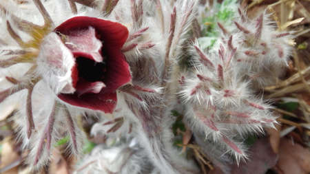 pasqueflower