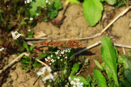 butterfly