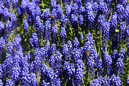 Lavender flowersの写真素材