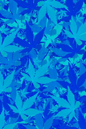 The Blue Color Maple Leafの写真素材