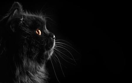 Beautiful Black Cat on Black Backgroundの写真素材