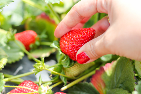 Woman hand picking a strawberryの写真素材
