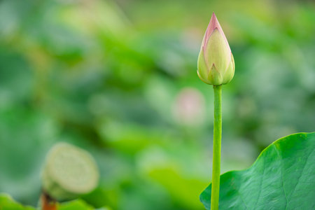 Pink water lotus flower growing in pond.の写真素材