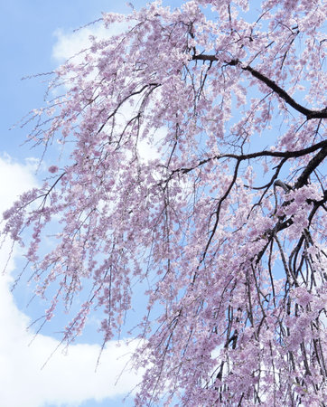 Blue sky and drooping cherry blossoms in full bloomの写真素材