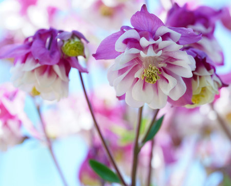 Aquilegia vulgaris, commonly known as the columbine, is a species of flowering plant in the family Columbineaceae.の写真素材