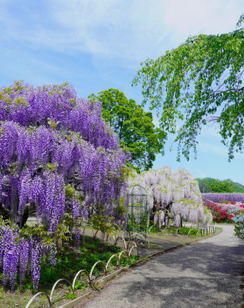 View of beautiful wisteria flowers in full bloomの写真素材