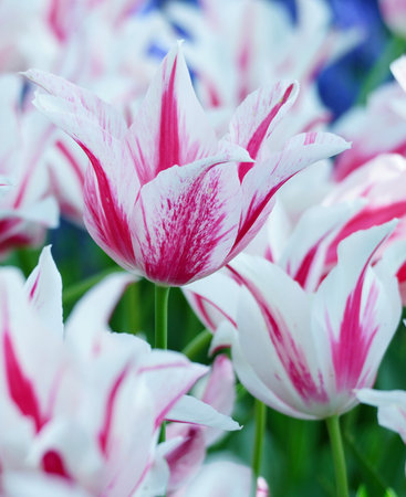 Tulip flowers in full bloomの写真素材