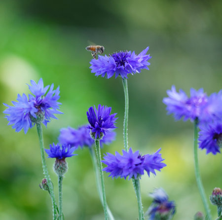 Arrow cart grass and beesの写真素材