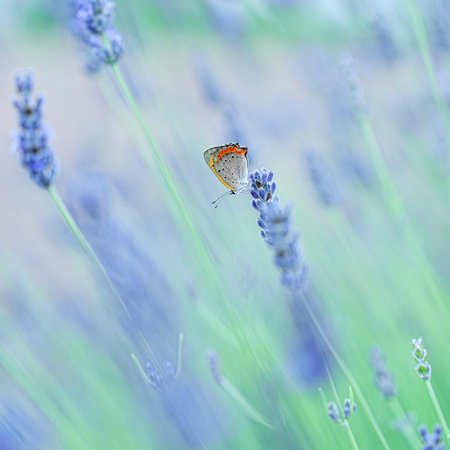 Butterfly on lavender flowers in the lavender field.の写真素材