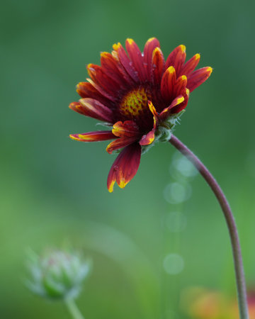 Cute Tenningikuの写真素材