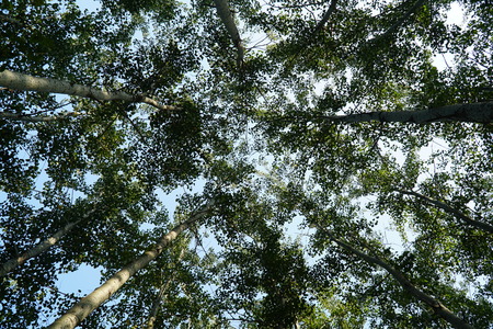 Low angle view of the forest