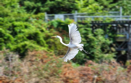 A egret flying over marsh in a conservation areaの写真素材