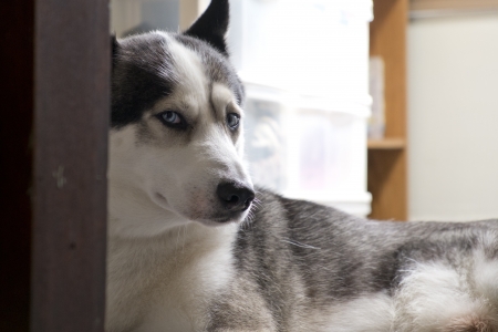 Portrait of Huskyの写真素材