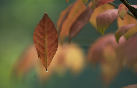 autumn leavesの写真素材