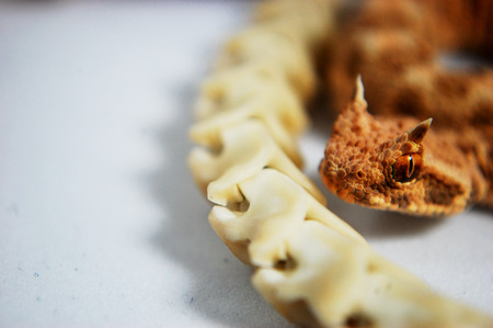 African snakeの写真素材
