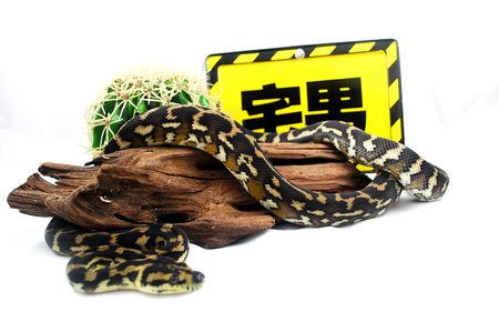 Morelia spilotaの写真素材