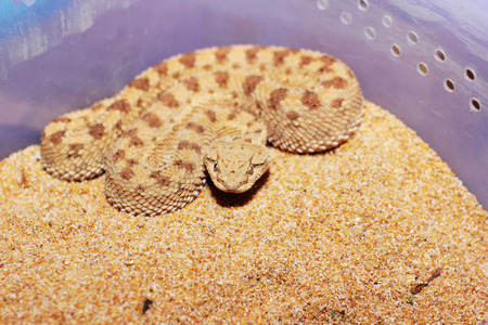 African cerastesの写真素材