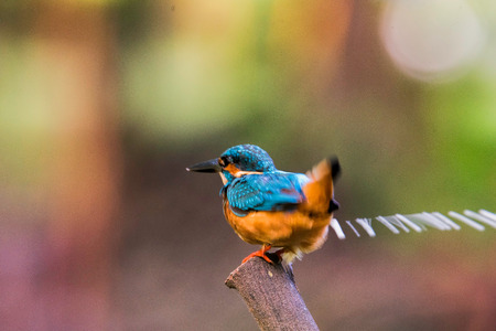 The Common Kingfisher (Alcedo Atthis)の写真素材