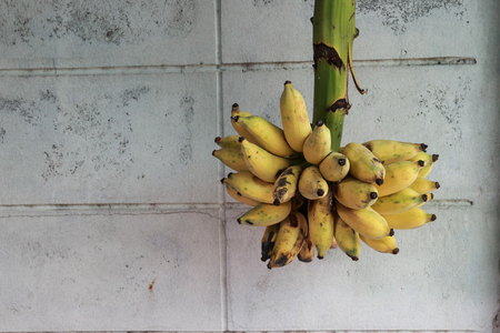 Banana fruit tropical fruitの写真素材