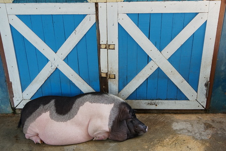Big black and white pig lying on the farmの写真素材