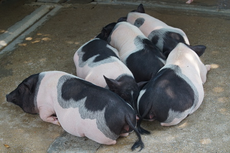 Many pigs sleep on the farm.の写真素材
