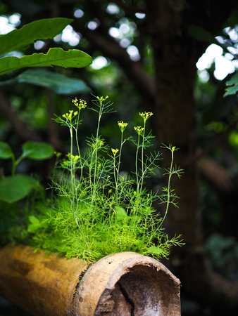 Weed trees tend to grow well in abundant places.の写真素材