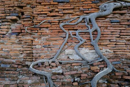 The old wall is a historic site in Ayutthaya.の写真素材