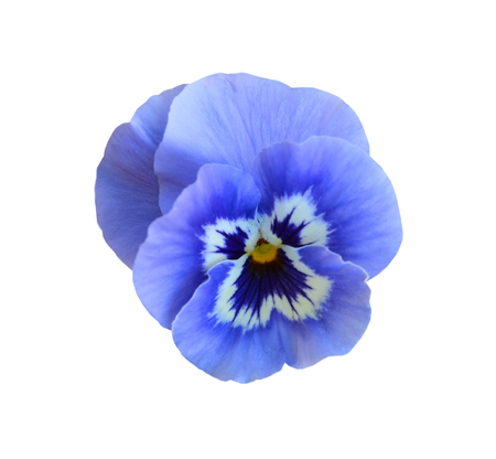 Blue pansy flower isolated on white backgroundの写真素材