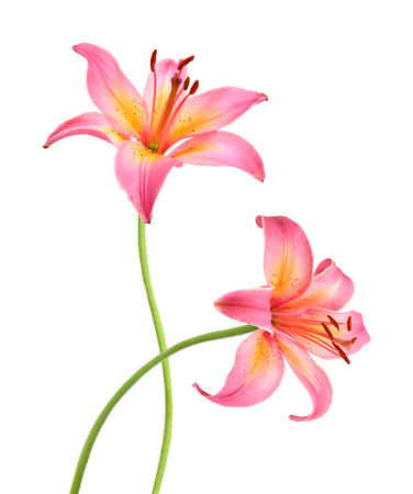 Two pink lily flowers. Isolated on white backgroundの写真素材