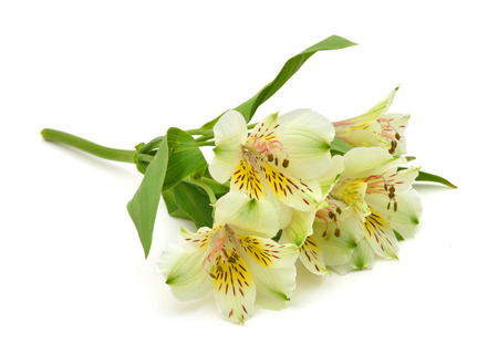 Beautiful alstroemeria lily flowers on white backgroundの写真素材