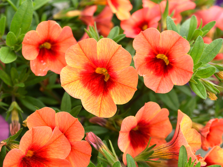 A macro shot of a calibrachoa sunrise bloom against a black background.の写真素材