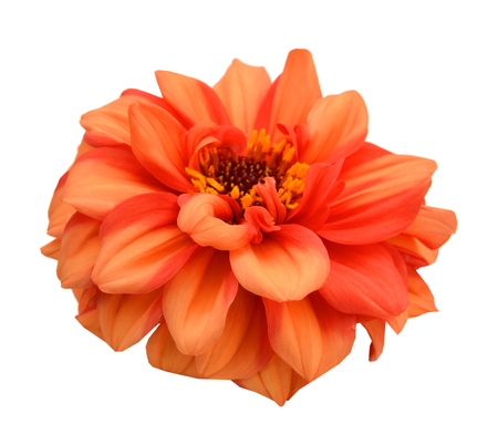 orange dahlia isolated on white backgroundの写真素材