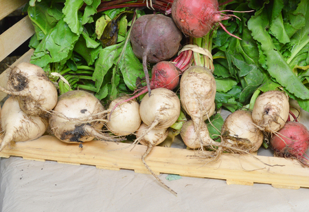 party loyalty radish and red beetroot on white backgroundの写真素材