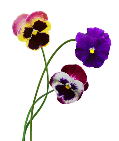 Red tulip flowers isolated on whiteの写真素材