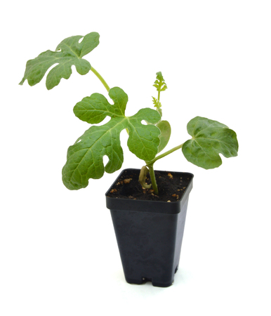 Young plant in ground isolated on whiteの写真素材