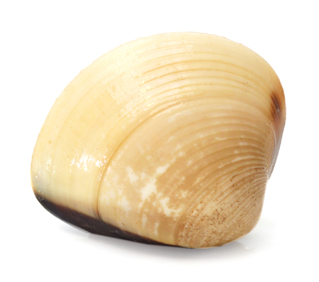 Clam on white background