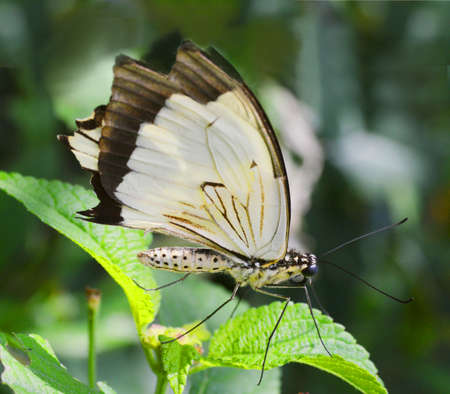 Butterfly in natureの写真素材