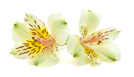 alstroemeria yellow flowers isolated on whiteの写真素材