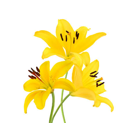 colorful  lily flowers on a white backgroundの写真素材