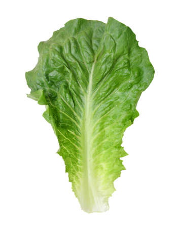 leaf fresh lettuce isolated on white backgroundの写真素材