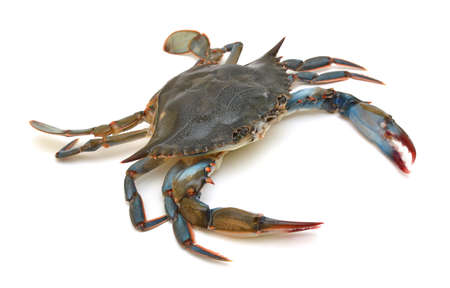 Blue Crab with white backgroundの写真素材