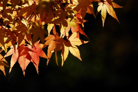 Maple in the morning sunlight.