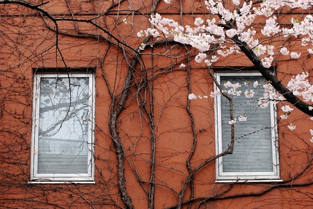  window.の写真素材