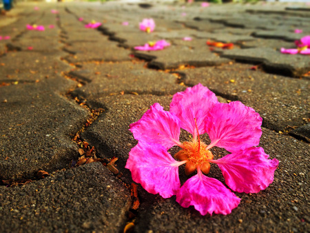 A close up pink flower on the footpathの写真素材