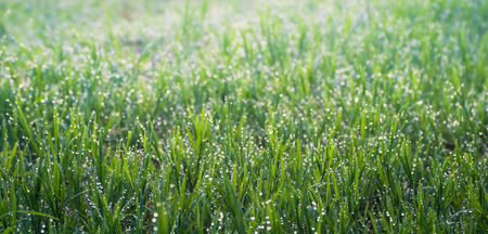 Morning dew on glass leaves