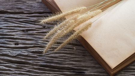 Fountain grass on yellow blank old bookの写真素材