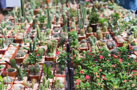 small castus pots in garden