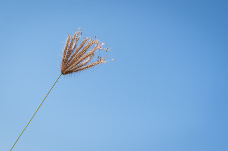 Chloris Barbata or swollen finger grass under blue sky background with space for textの写真素材