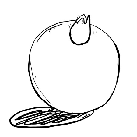 Linear and simple funny sketch pomegranate on white backgroundのイラスト素材