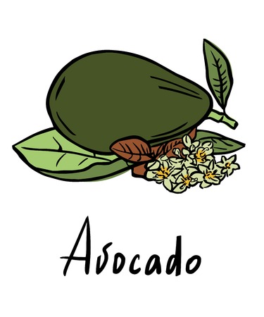 Vector illustration of the avocado with flower and leavesのイラスト素材